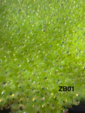 Paillettes Holographiques ZB01